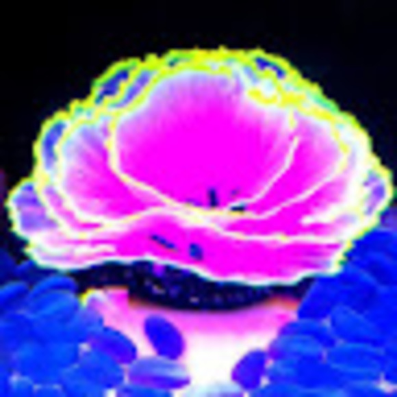 Meet your Posher, Night lettuce - Picture 1 of 1